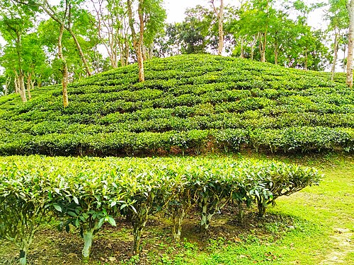 Bahubal Upazila