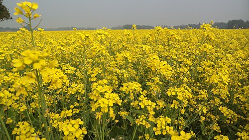 Basail Upazila
