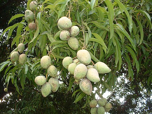 Mithapukur Upazila