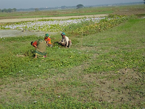 Sirajdikhan Upazila